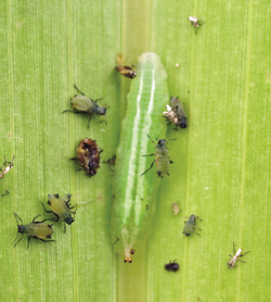 Photograph of hoverfly larval stage with aphids.